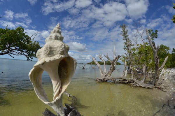 everglades