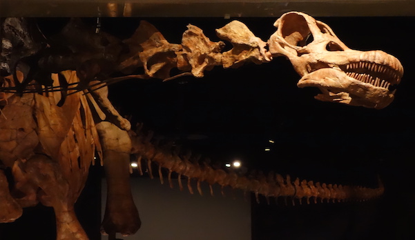 Titanosaur