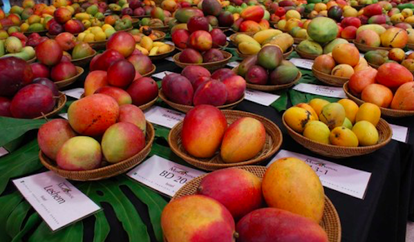 Mango Festival