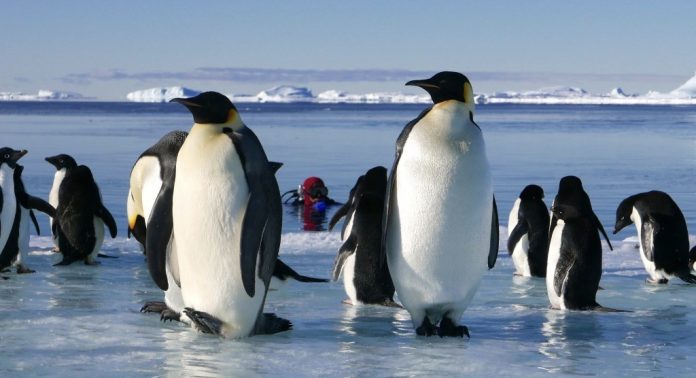 Antarctica, In the Footsteps of the Emperor
