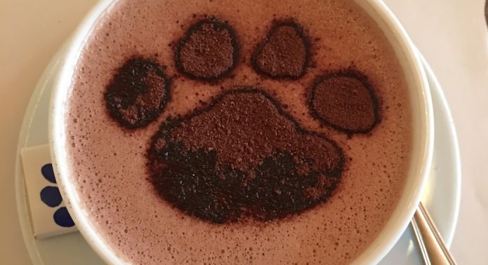 chocolat
