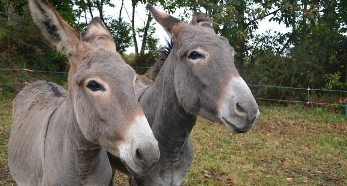 donkey